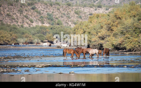 Band der Salt River wilde Pferde im Wasser Stockfoto