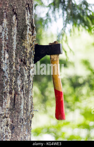 AX in einem Baum im Wald gehackt Stockfoto