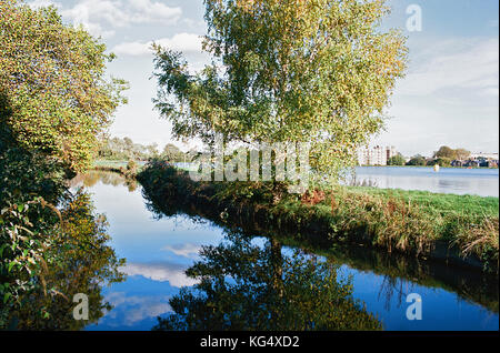 Bäume am Ufer des New River, Woodberry Down, Stoke Newington, London Uk Stockfoto