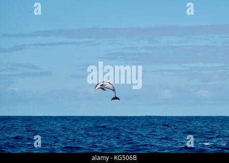 Gefleckte Delphinen auf den Azoren, in der Nähe der Insel Pico. Stockfoto