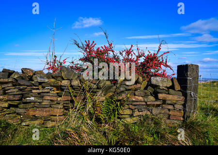 Red berrries & Trockenmauern Wand Stockfoto