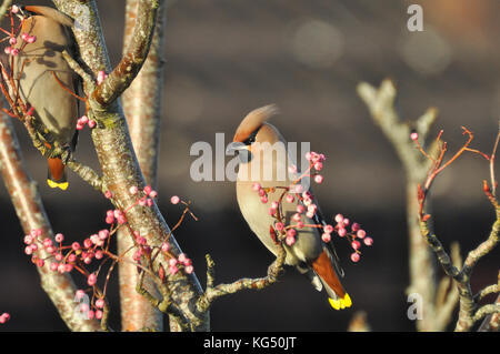 "Waxwing bombycilla garrulus' auf einem Rowan Tree in einer Wohnsiedlung in Somerset. Ein Winter Besucher. de Stockfoto