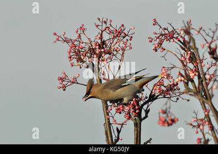 "Waxwing bombycilla garrulus' Fütterung auf Beeren der Eberesche in einer Wohnsiedlung in Somerset. Ein Winter Besucher. de Stockfoto