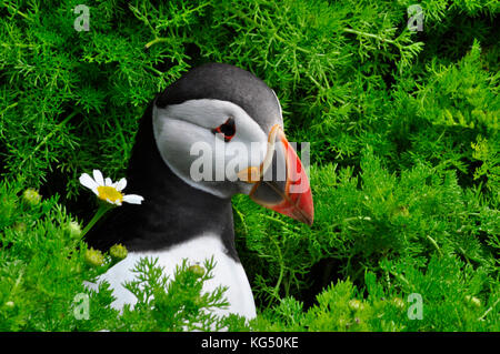 Puffin 'Fratercula Arctica' erscheint aus seinem Bau inmitten einer dichten Bedeckung auf der Insel Skomer vor der Küste von Pembrokeshire.Wales, Großbritannien Stockfoto