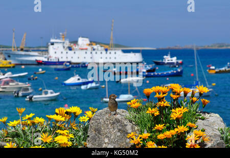 Blumen an einer Wand mit Blick auf den Hafen von St. Marys auf den Scilly-Inseln.der Sperling hält die zentrale Bühne. Die Scillonian III liegt am Kai mit pl Stockfoto