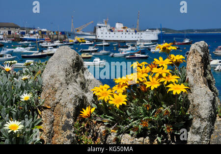 Blumen an einer Wand mit Blick auf den Hafen von St Marys auf den Inseln von Scilly. Der Scillonian III ist am Kai mit Vergnügungsbooten im Hafen. Stockfoto