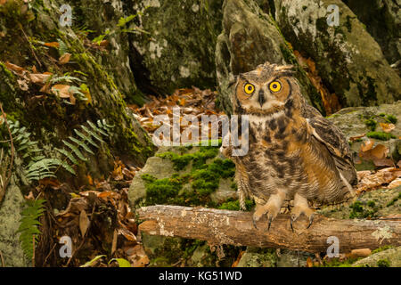 Eine große Fledermaus thront auf einem Zweig in der Nähe der Masse. Stockfoto