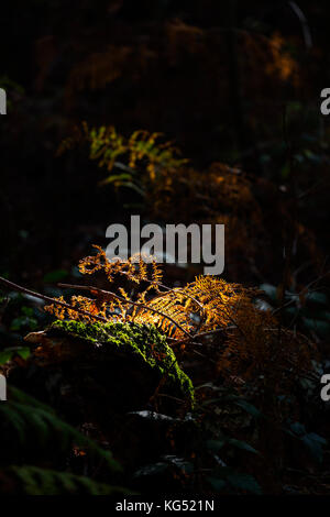 Bracken und fern Spot - von Sun in den umgebenden Wäldern Danbury gemeinsame Lit Stockfoto