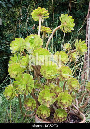 Grüne Vielfalt der Baum hauswurz Aeonium arboreum in einem Topf Container in einem Englischen Garten Stockfoto