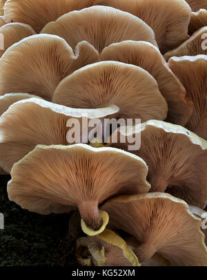 Eine Art der Oyster Pilzzucht auf dem Stamm von einer Buche im New Forest Hampshire UK Stockfoto