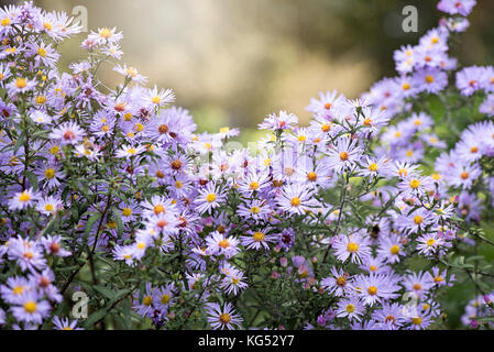 Nahaufnahme der Herbst Blüte, Lila aster Blüten auch als Astern bekannt Stockfoto