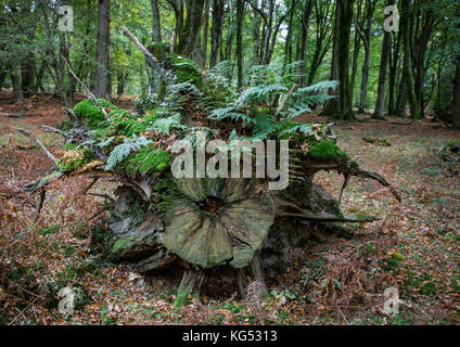 Alte faulenden Baum bole im New Forest Hampshire unterstützen eine Gemeinschaft von epiphytisch Farne, Moose und Flechten Stockfoto