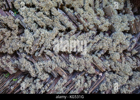 Fischgr Feldumrandung Wand von Cornish Schiefertafeln gefertigt und mit Flechten an der Küste von North Cornwall UK festooned Stockfoto