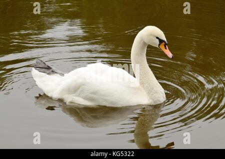 Ein einsamer weißer Schwan Schwimmen auf dem See und dem Stadtpark. Stockfoto