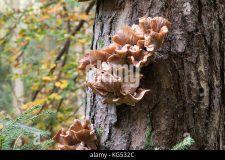 Gewöhnlicher Hallimasch, Dunkler Hallimasch, Hallimasch, Halimasch am Stamm einer Kiefer, Honigpilz, Honig-Pilz, Armillaria solipes, Armillaria osto Stockfoto