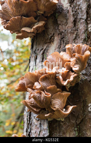 Gewöhnlicher Hallimasch, Dunkler Hallimasch, Hallimasch, Halimasch am Stamm einer Kiefer, Honigpilz, Honig-Pilz, Armillaria solipes, Armillaria osto Stockfoto