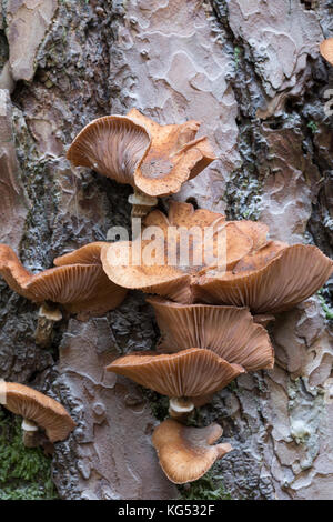 Gewöhnlicher Hallimasch, Dunkler Hallimasch, Hallimasch, Halimasch am Stamm einer Kiefer, Honigpilz, Honig-Pilz, Armillaria solipes, Armillaria osto Stockfoto