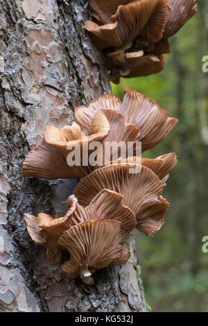 Gewöhnlicher Hallimasch, Dunkler Hallimasch, Hallimasch, Halimasch am Stamm einer Kiefer, Honigpilz, Honig-Pilz, Armillaria solipes, Armillaria osto Stockfoto