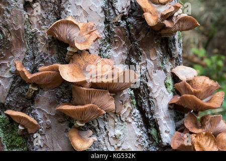 Gewöhnlicher Hallimasch, Dunkler Hallimasch, Hallimasch, Halimasch am Stamm einer Kiefer, Honigpilz, Honig-Pilz, Armillaria solipes, Armillaria osto Stockfoto