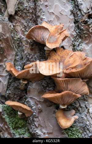 Gewöhnlicher Hallimasch, Dunkler Hallimasch, Hallimasch, Halimasch am Stamm einer Kiefer, Honigpilz, Honig-Pilz, Armillaria solipes, Armillaria osto Stockfoto