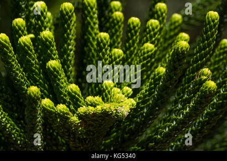 Makro araucaria Zweige closeup. grüne Nadelwälder Anlage. Monkey Puzzle Tree. chilenische Kiefer Stockfoto