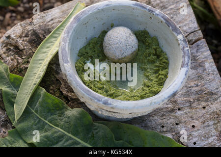 Königskerzen-Breiumschlag, Pflanzenbreite aus gestampften Blättern, Kataplasma, Pflanzenpflaster, Indianerpflaster, Wundauflage, Königskerze, Verbascum Stockfoto