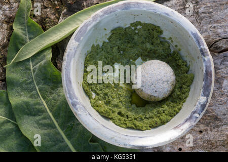 Königskerzen-Breiumschlag, Pflanzenbreite aus gestampften Blättern, Kataplasma, Pflanzenpflaster, Indianerpflaster, Wundauflage, Königskerze, Verbascum Stockfoto