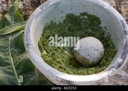 Königskerzen-Breiumschlag, Pflanzenbreite aus gestampften Blättern, Kataplasma, Pflanzenpflaster, Indianerpflaster, Wundauflage, Königskerze, Verbascum Stockfoto