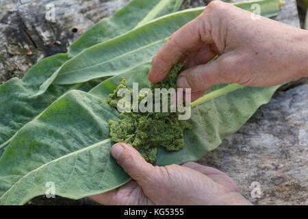 Königskerzen-Breiumschlag, Pflanzenbreite aus gestampften Blättern, Kataplasma, Pflanzenpflaster, Indianerpflaster, Wundauflage, Königskerze, Verbascum Stockfoto