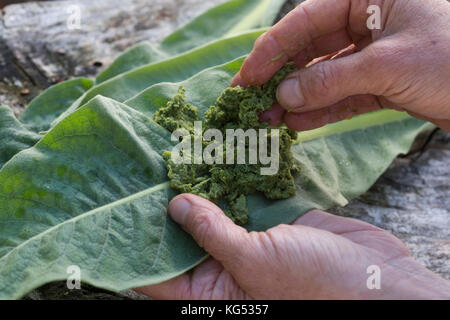 Königskerzen-Breiumschlag, Pflanzenbreite aus gestampften Blättern, Kataplasma, Pflanzenpflaster, Indianerpflaster, Wundauflage, Königskerze, Verbascum Stockfoto