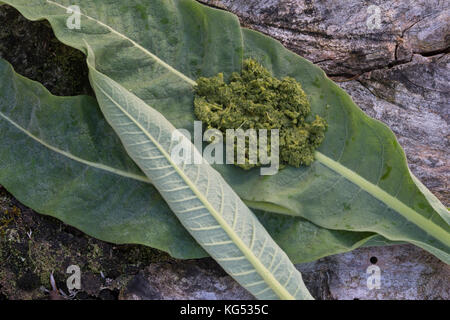 Königskerzen-Breiumschlag, Pflanzenbreite aus gestampften Blättern, Kataplasma, Pflanzenpflaster, Indianerpflaster, Wundauflage, Königskerze, Verbascum Stockfoto