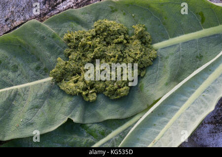 Königskerzen-Breiumschlag, Pflanzenbreite aus gestampften Blättern, Kataplasma, Pflanzenpflaster, Indianerpflaster, Wundauflage, Königskerze, Verbascum Stockfoto