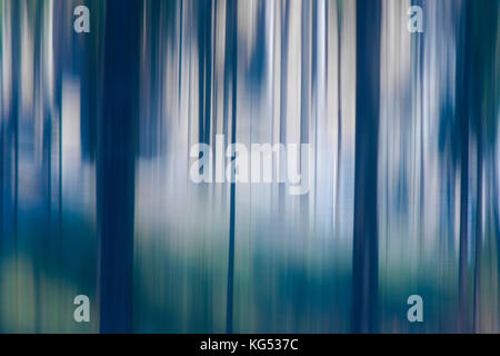 Blurry weiche und glatte Baumstämme im Wald, Landschaft traumhafte Detail Stockfoto