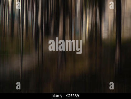 Blurry weiche und glatte Baumstämme im Wald, traumhafte Landschaft Stockfoto