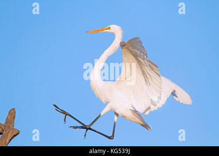 Silberreiher kommt für eine Landung in Florida Everglades. Stockfoto