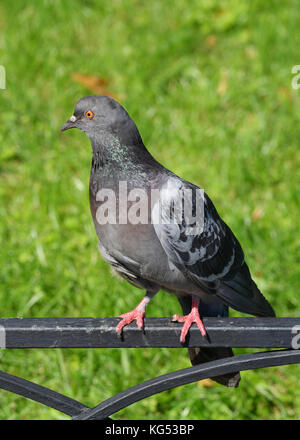 Auf dem eisernen Zaun in den Park der Stadt befindet sich die Taube. Stockfoto