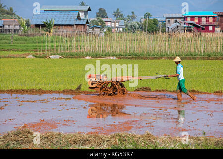 Burmesischen Bauern pflügen Reisfeld mit mechanischen Pflug/Motor in nyaungshwe Township von taunggyi Bezirk Pflug, Shan Staat, Myanmar/Burma Stockfoto