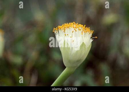 Haemanthus albiflos Stockfoto