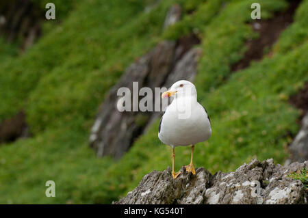 Kleinmöwe (Larus fuscus), Skellig Michael Island, County Kerry, Irland Stockfoto