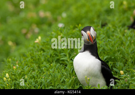 Papageitaucher (Fratercula arctica) auf Skellig Michael Insel, County Kerry, Irland Stockfoto