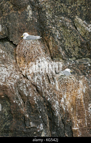 Dreizehenmöwen im Nest (Rissa tridactyla), Skellig Michael Insel, County Kerry, Irland Stockfoto