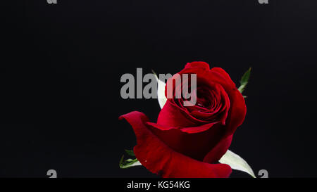 Ziemlich dunkel rote Rose auf schwarzem Hintergrund Stockfoto
