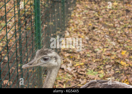 Fang von grauen Strauß emu im Herbst auf dem Boden Schnauze Nahaufnahme Stockfoto