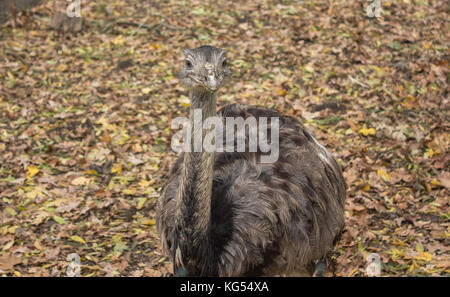 Fang von Schwarz, Grau Strauß emu im Herbst auf dem Boden Schnauze Nahaufnahme Stockfoto