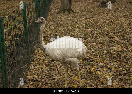 Fang von weißem Straußenleder wwu im Herbst auf dem Boden Schnauze Nahaufnahme Stockfoto