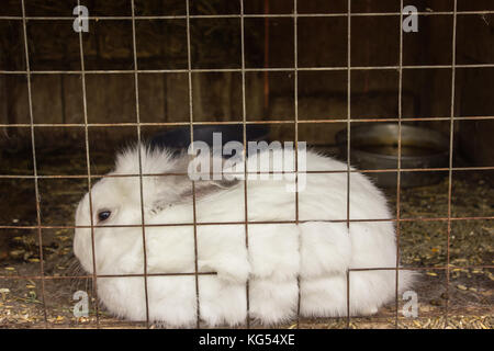 Big White Rabbit Kaninchen in einem quadratischen Käfig Stockfoto