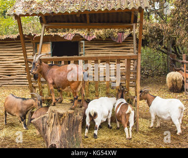 Eine Herde von Ziegen in einen Stift mit einem Anführer der rest Ziegen essen, Ziegen in verschiedenen Farben und Farbstoffe, der Anführer der Herde schützt Stockfoto