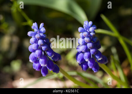 In der Nähe von Blue spring flowers Traubenhyazinthen im Frühjahr mit natürlichen, grünen Hintergrund. Selektive konzentrieren. geringe Tiefenschärfe. Stockfoto