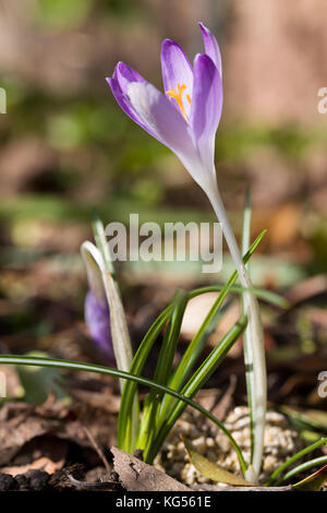 Nahaufnahme der erste Frühling wilde Crocus Crocus tommasinianus Blühende mit natürlichen Hintergrund. Selektive konzentrieren. geringe Tiefenschärfe. Stockfoto