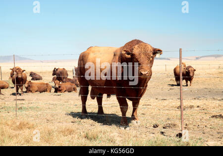 Bonsmara Rinder (Bos taurus), in der Nähe von L'Agulhas, Western Cape, Südafrika. Stockfoto